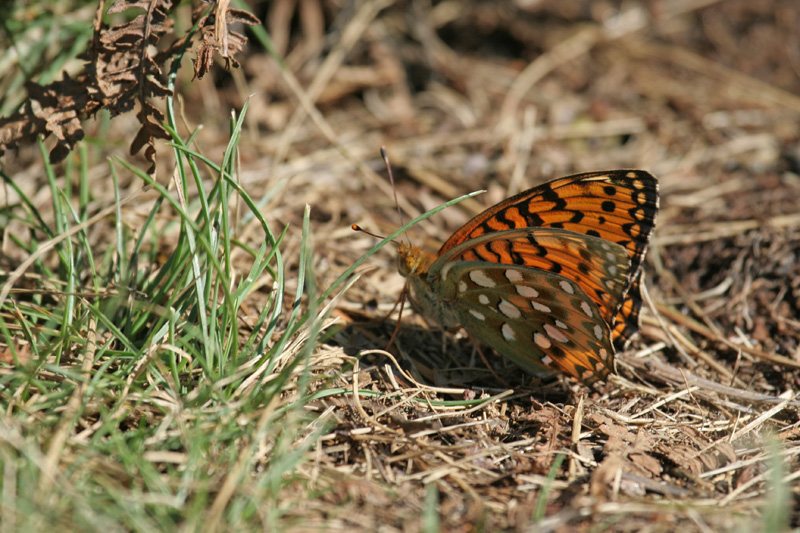 Speyeria (ex Argynnis) aglaja