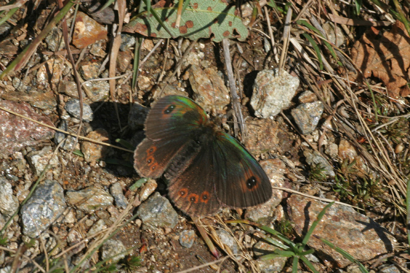 Erebia da identificare