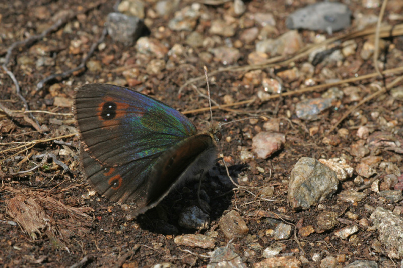 Erebia da identificare