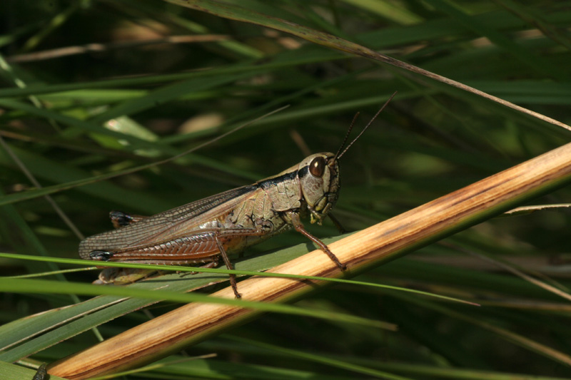 Mecostethus parapleurus (Acrididae, Gomphocerinae)