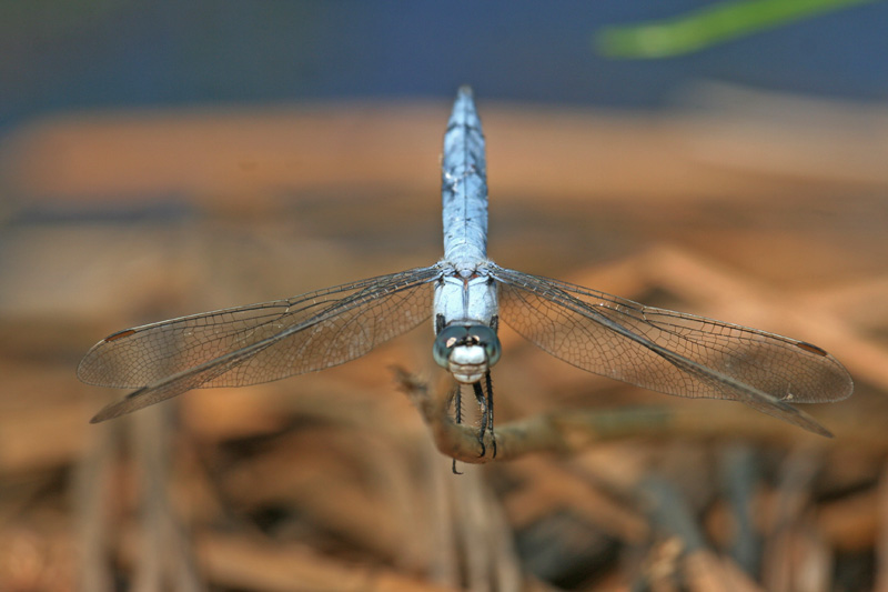 Orthetrum  brunneum... o  coerulescens ??