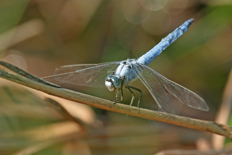 Orthetrum  brunneum... o  coerulescens ??