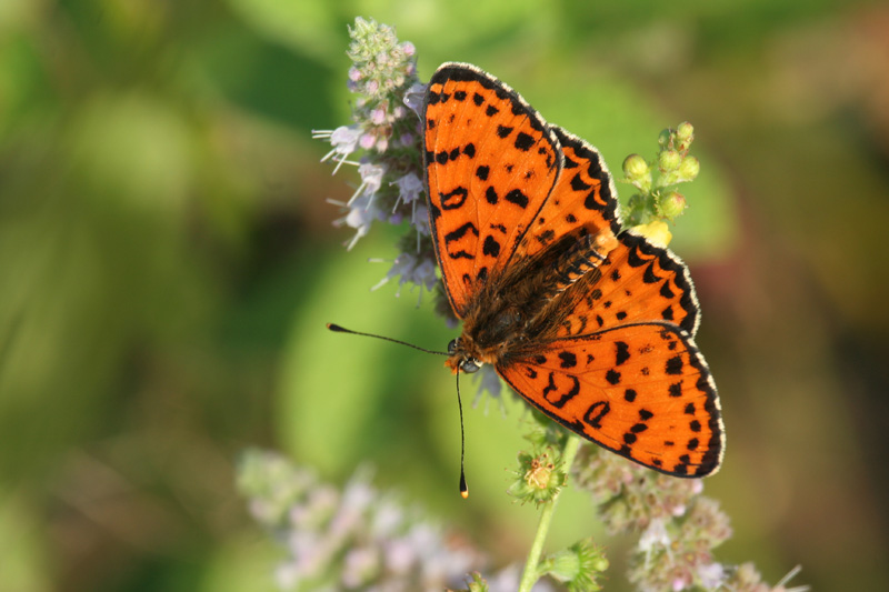 Melitaea didyma