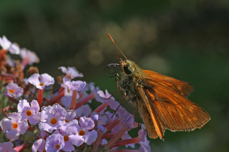 Ochlodes sylvanus !!??