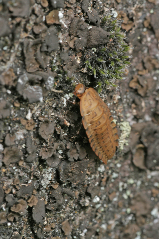 richiesta identificazione silfide