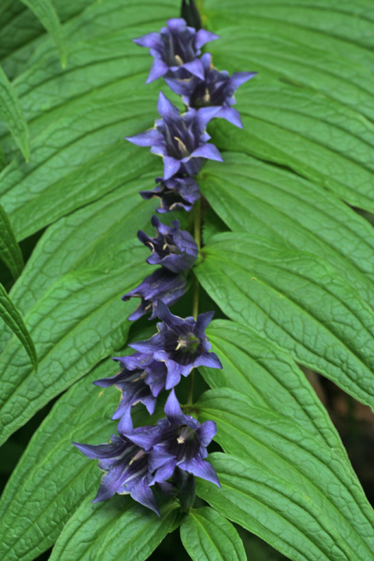 Gentiana asclepiadea / Genziana asclepiade