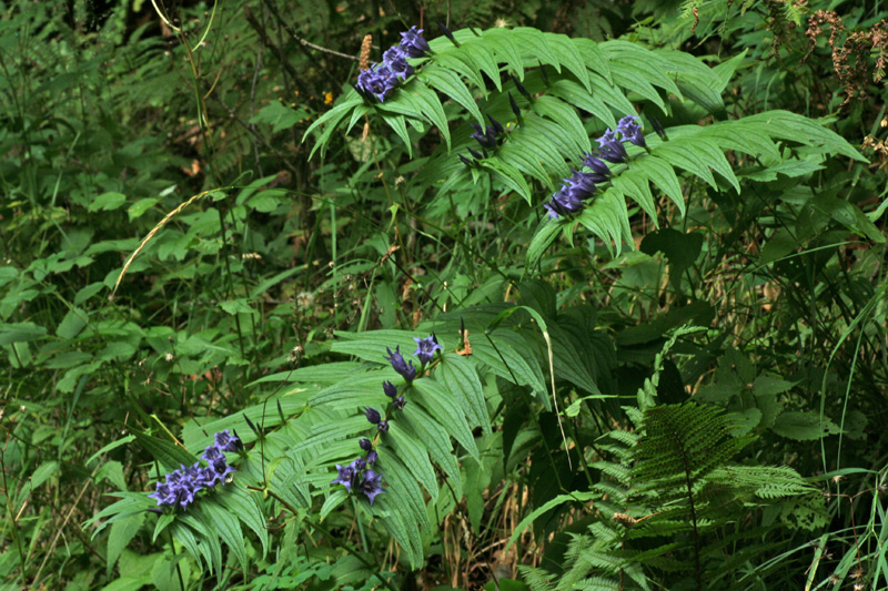 Gentiana asclepiadea / Genziana asclepiade