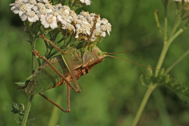 Tettigonia cantans