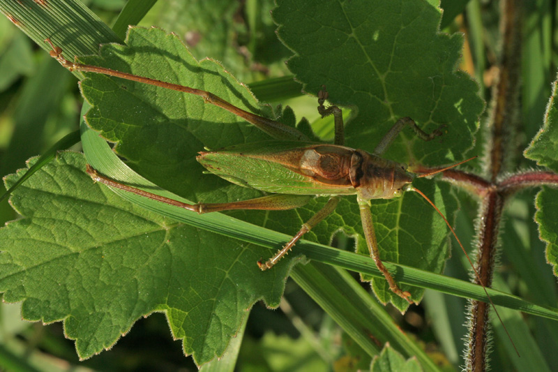 Tettigonia cantans