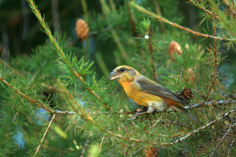 Loxia curvirostra (Crociere)