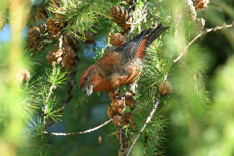 Loxia curvirostra (Crociere)