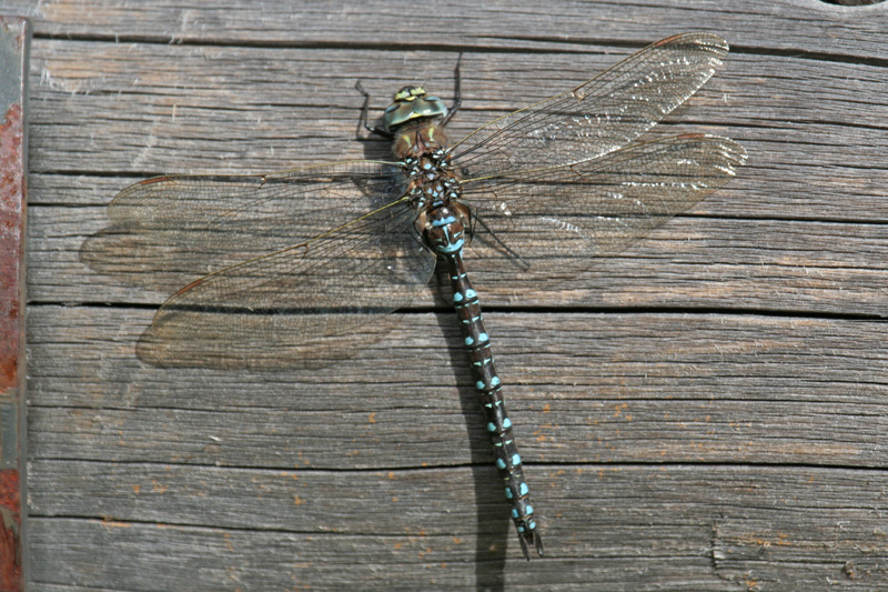Aeshna juncea