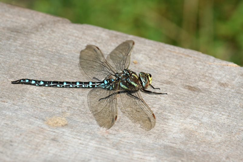 Aeshna juncea