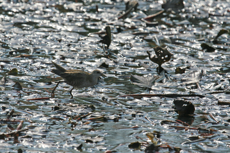 Schiribilla  (Porzana parva)