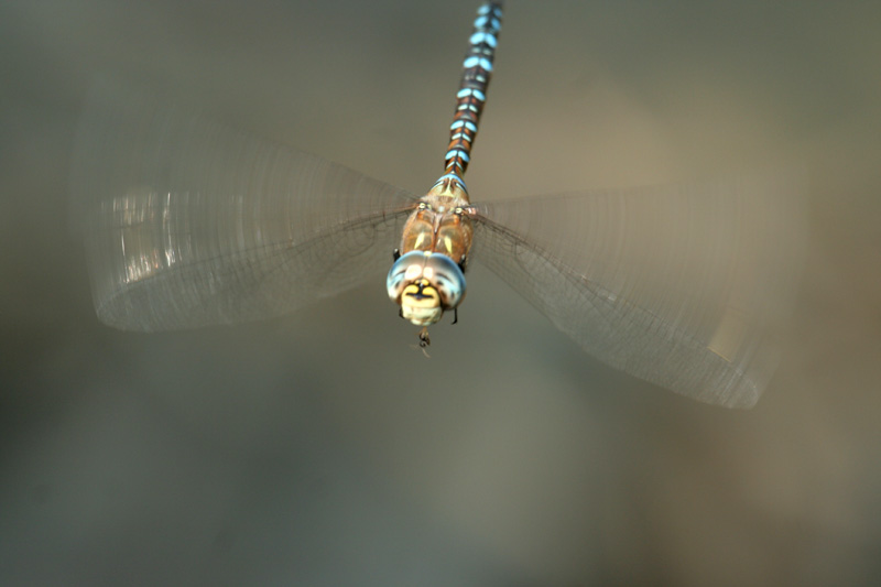 Aeshna mixta ?