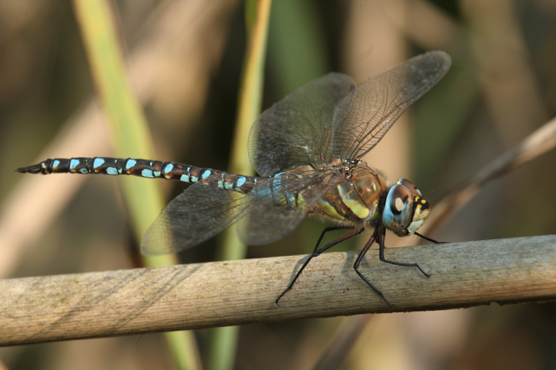 Aeshna mixta ?