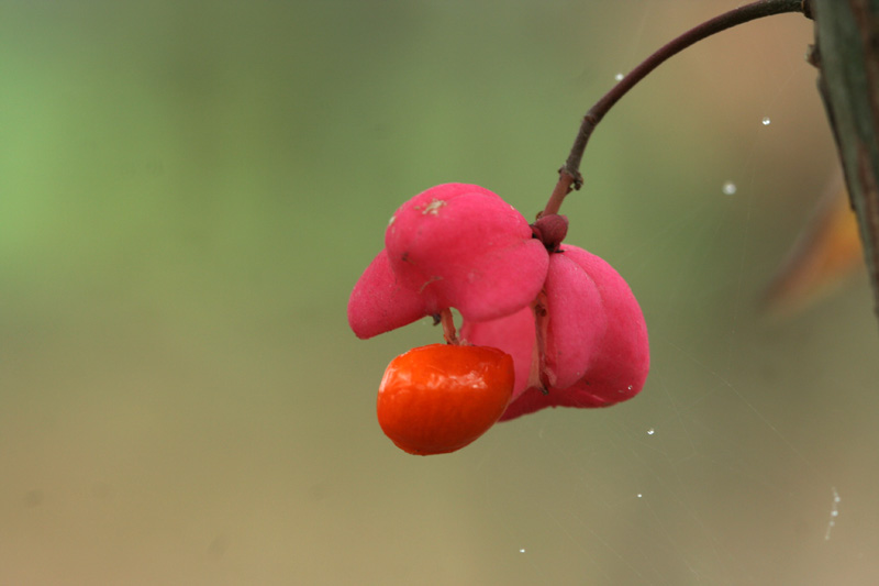 I colori dell''autunno...