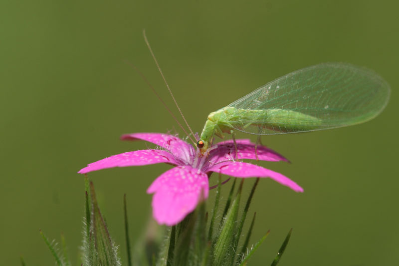 Chrysopa formosa