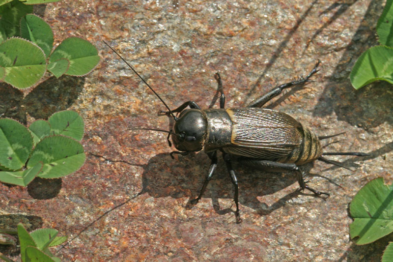 Gryllus campestris