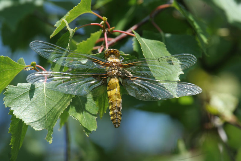 Libellula depressa  (femmina)