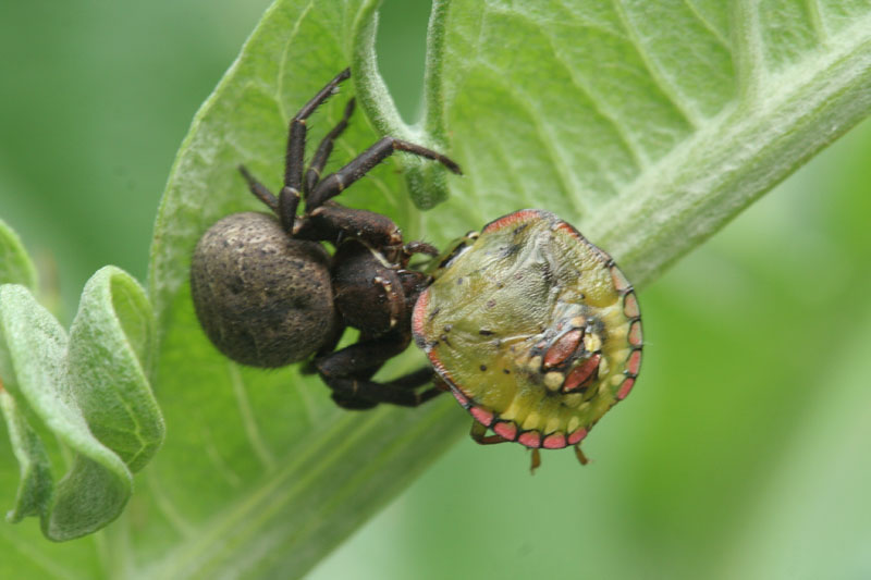 Xysticus sp.
