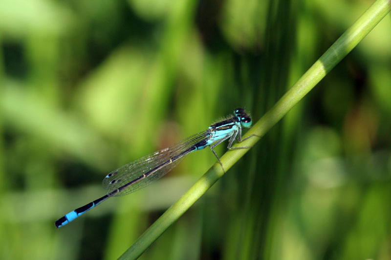 aiuto determinazione - I. elegans e C. puella (maschi)