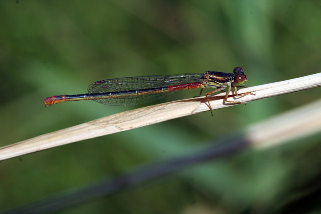 determinazione: carrellata di libellule