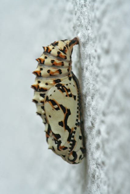 chi uscir ?? - Melitaea didyma