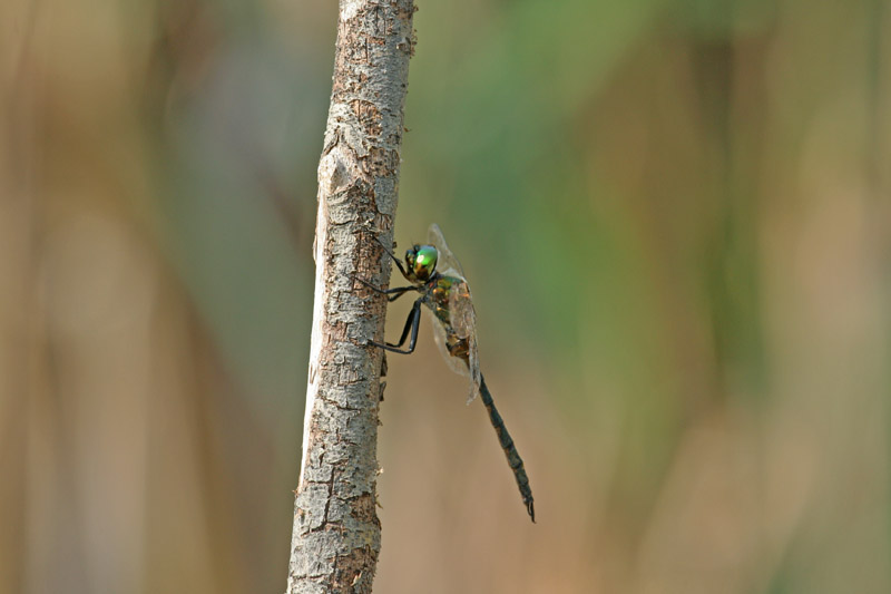 Somatochlora ?!!!
