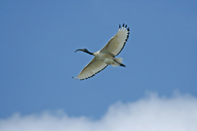 Ibis sacro