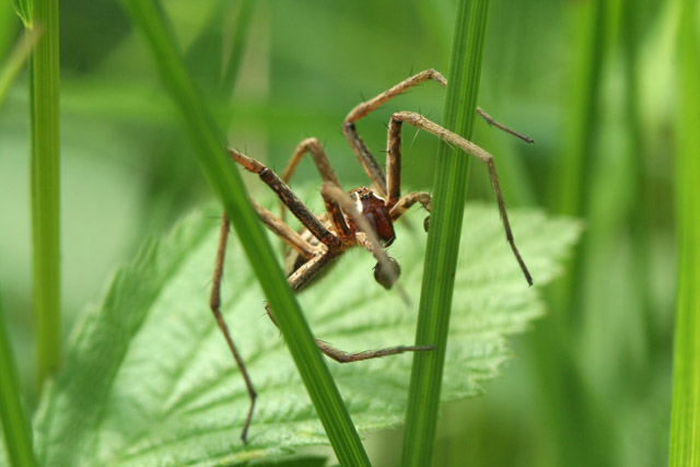 Pisaura sp.