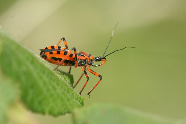 Rhynocoris iracundus/rubricus 4