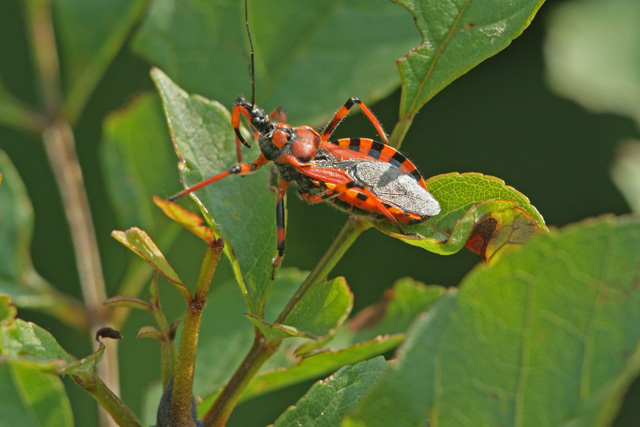 Rhynocoris iracundus/rubricus 4