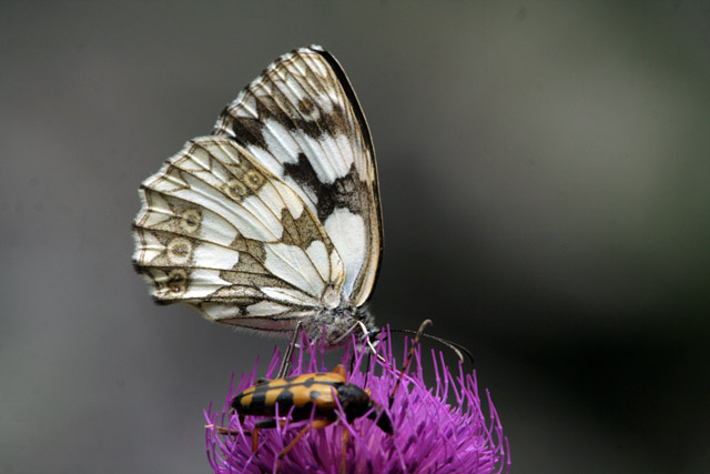 aiuto determinazione