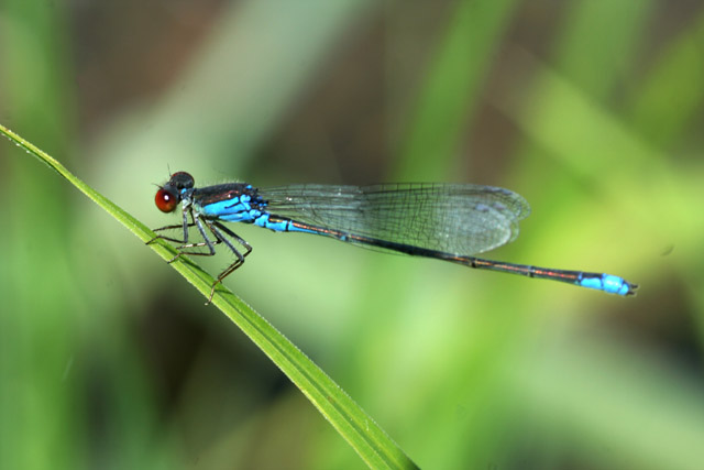 determinazione: carrellata di libellule