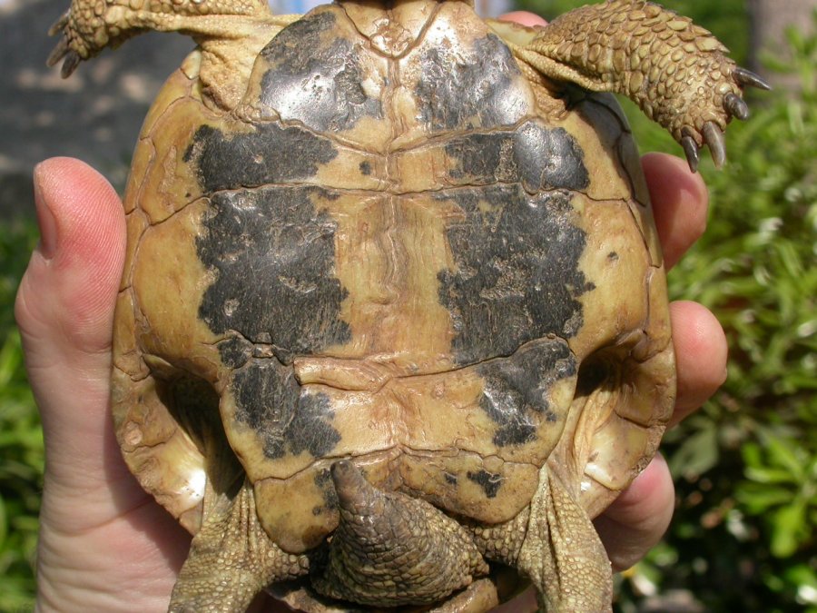 Testudo hermanni?