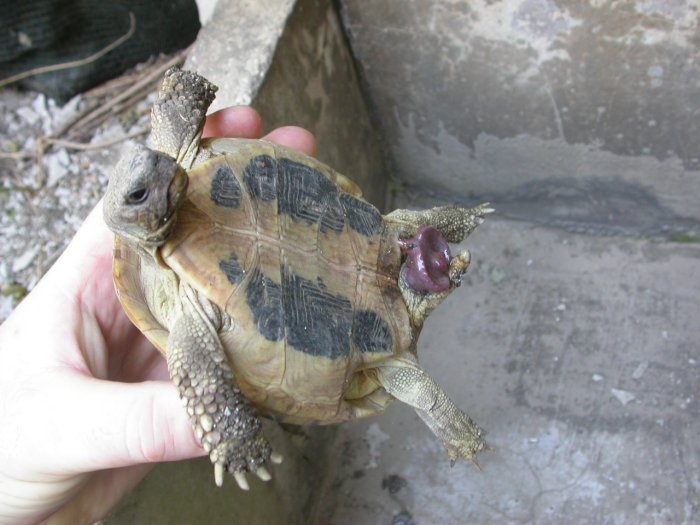 Testudo boettgeri: complimenti alla mamma!