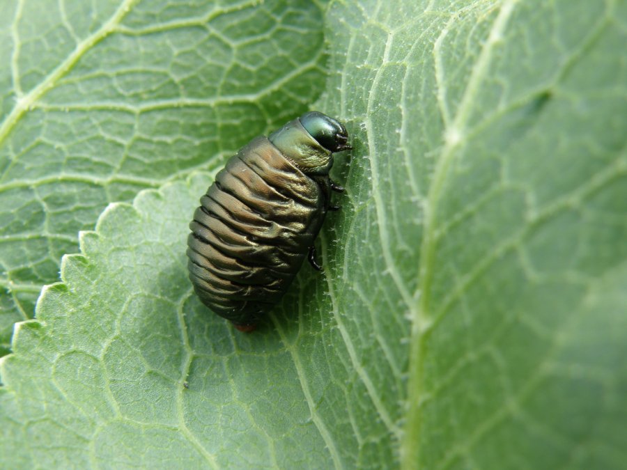 Cos''e??? Larva di Timarcha