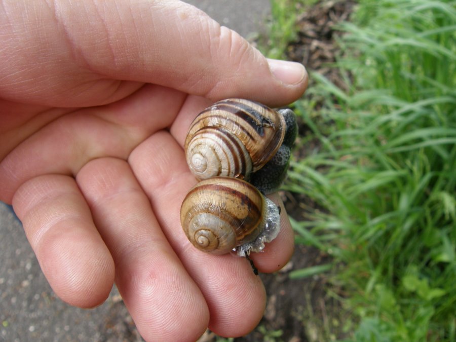 Bellissime!  Helix straminea dalla Basilicata.