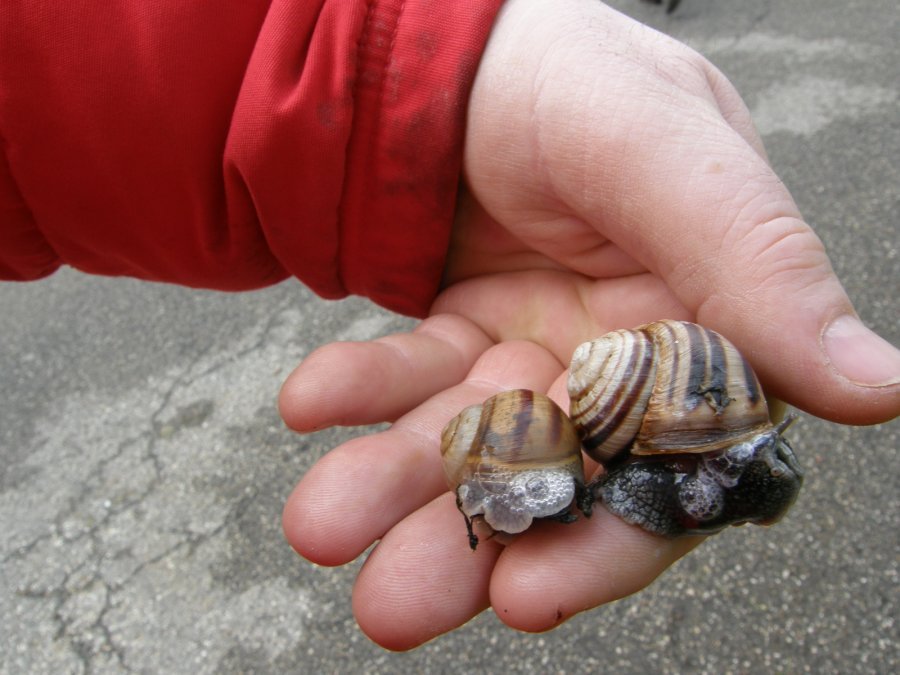 Bellissime!  Helix straminea dalla Basilicata.