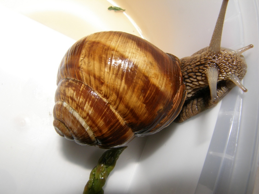 Bellissime!  Helix straminea dalla Basilicata.