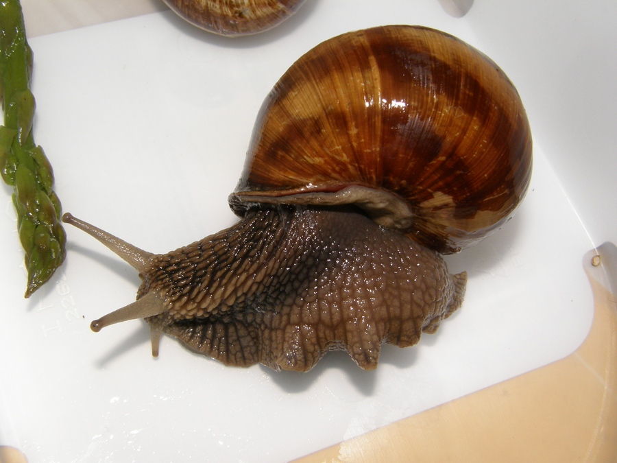 Bellissime!  Helix straminea dalla Basilicata.