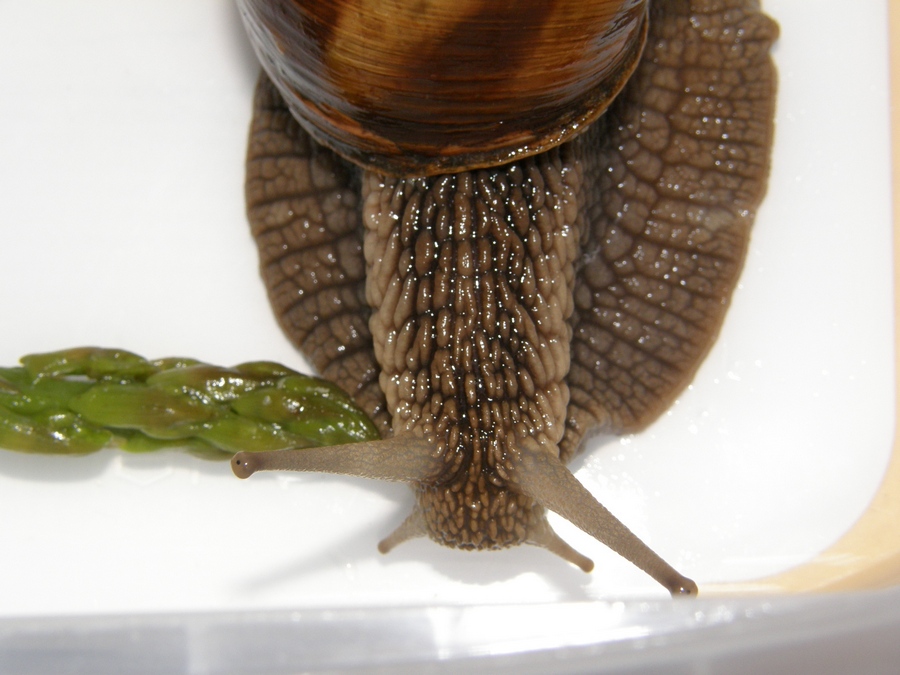 Bellissime!  Helix straminea dalla Basilicata.