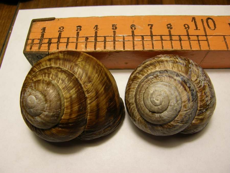 Bellissime!  Helix straminea dalla Basilicata.