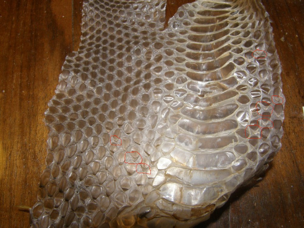 Un quiz ...semplice semplice