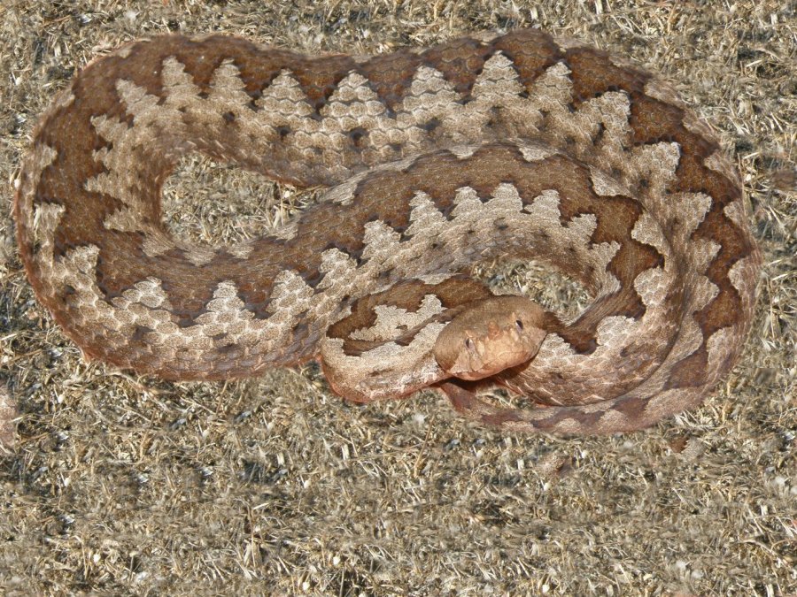 Vipera ammodytes dell''isola di Ada Bojana (Montenegro)