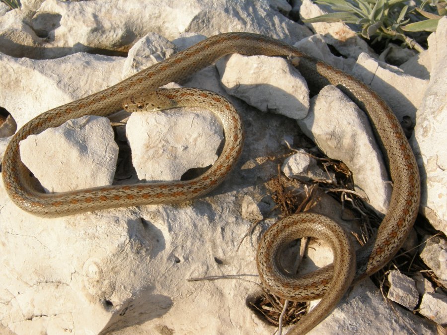 Indovina: che serpente ?