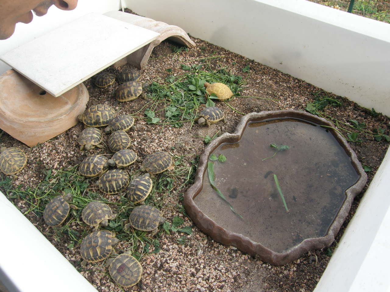 Incredibile.......ma vero: Testudo hermanni hermanni albina!