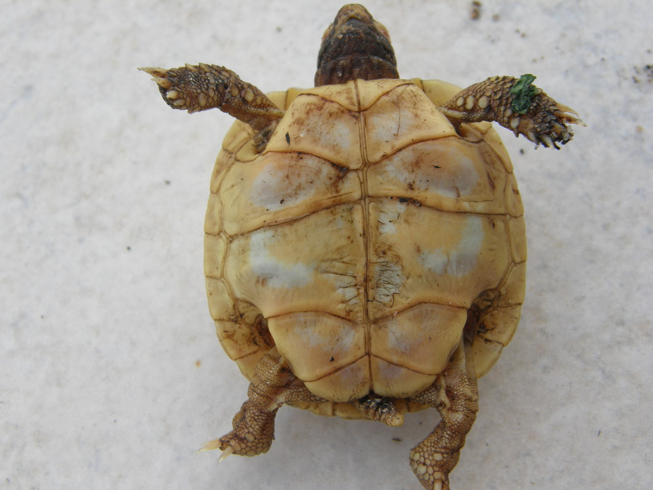 Incredibile.......ma vero: Testudo hermanni hermanni albina!