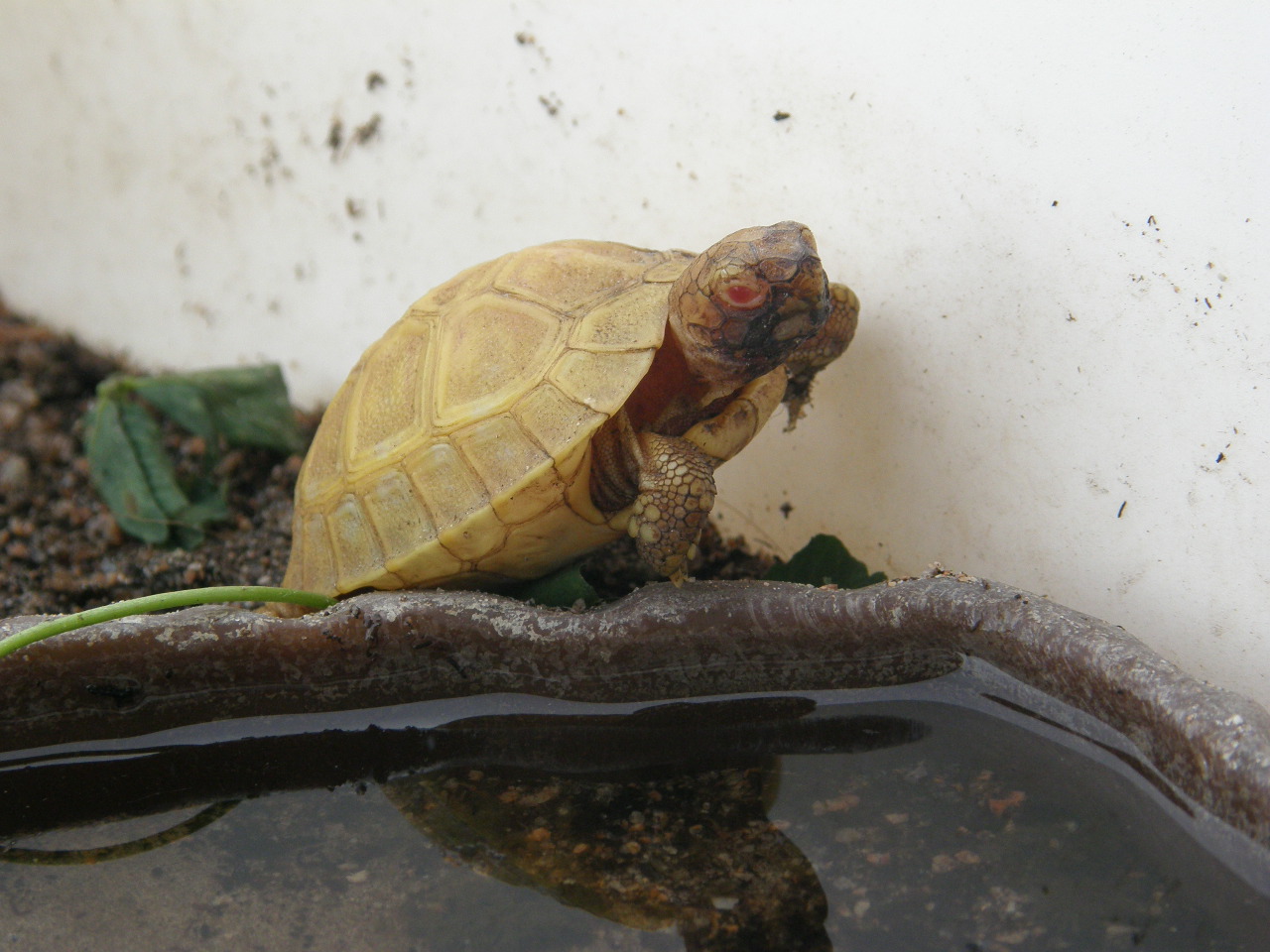 Incredibile.......ma vero: Testudo hermanni hermanni albina!